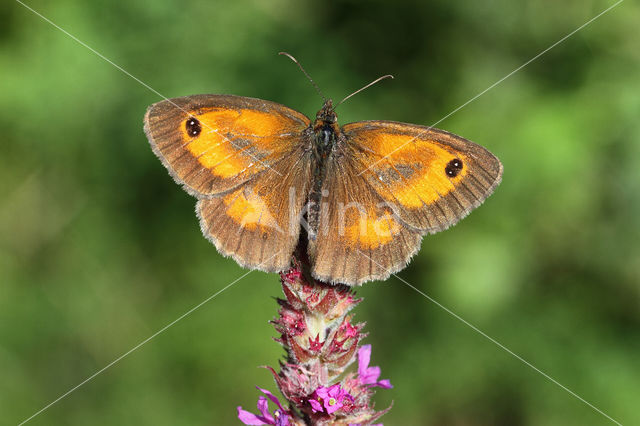 Oranje zandoogje (Pyronia tithonus)