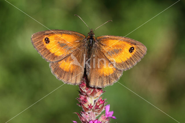 Oranje zandoogje (Pyronia tithonus)