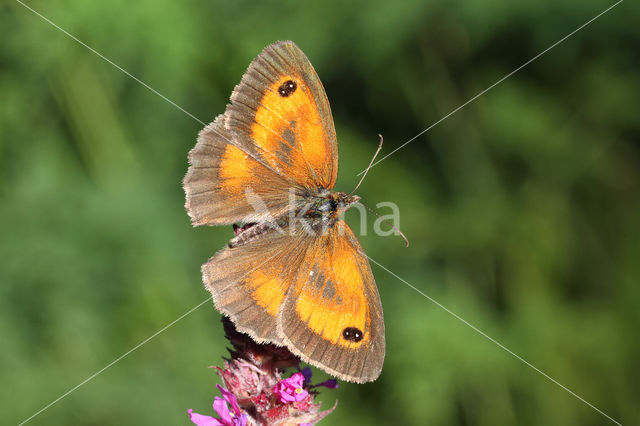 Oranje zandoogje (Pyronia tithonus)