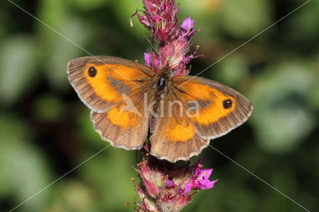 Oranje zandoogje (Pyronia tithonus)