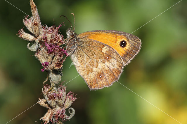 Oranje zandoogje (Pyronia tithonus)