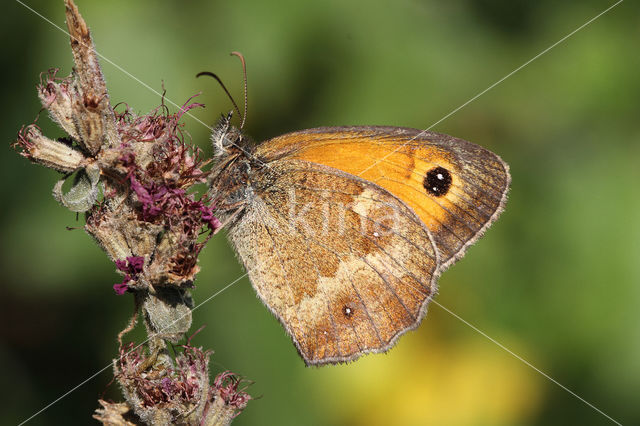 Oranje zandoogje (Pyronia tithonus)