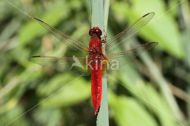 Vuurlibel (Crocothemis erythraea)