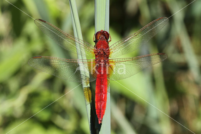 Vuurlibel (Crocothemis erythraea)