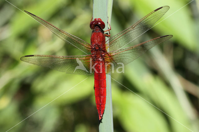 Scarlet Dragonfly (Crocothemis erythraea)