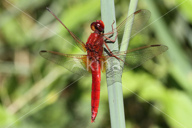 Scarlet Dragonfly (Crocothemis erythraea)