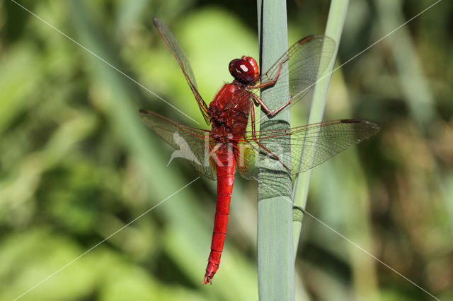 Scarlet Dragonfly (Crocothemis erythraea)