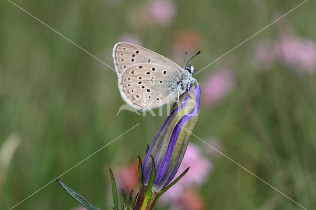 Gentiaanblauwtje (Maculinea alcon)