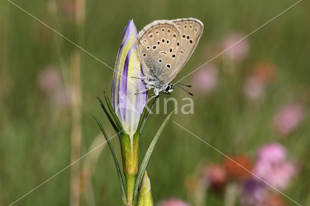 Gentiaanblauwtje (Maculinea alcon)