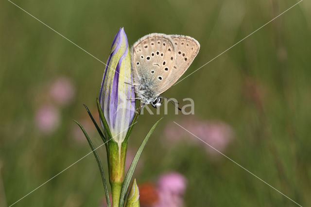 Alcon Blue (Maculinea alcon)