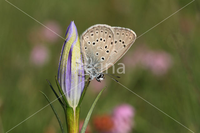 Alcon Blue (Maculinea alcon)