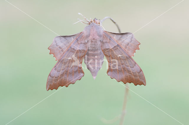 Poplar Hawk-moth (Laothoe populi)