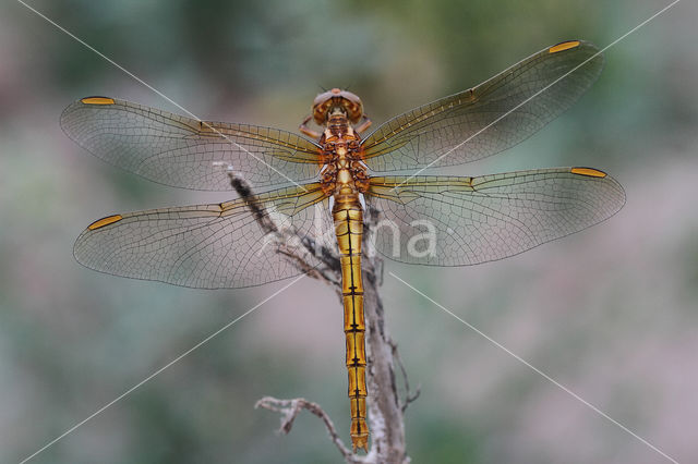 Beekoeverlibel (Orthetrum coerulescens)