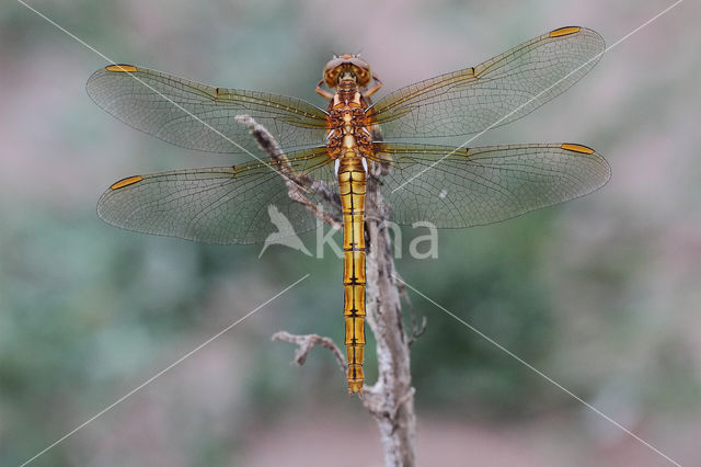 Keeled Skimmer (Orthetrum coerulescens)