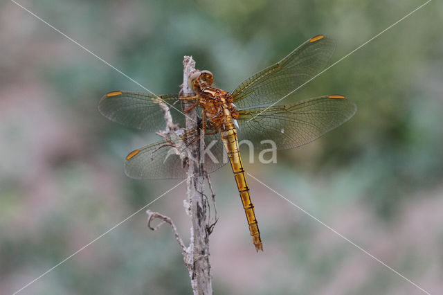 Beekoeverlibel (Orthetrum coerulescens)