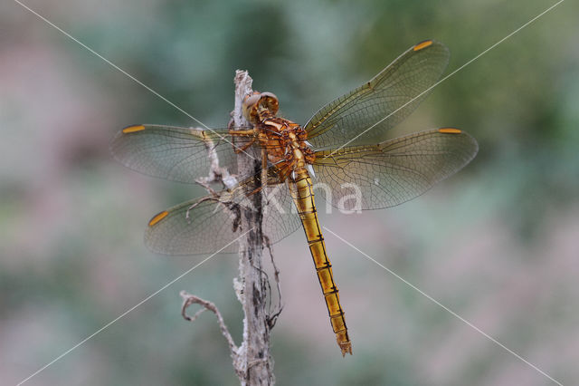 Beekoeverlibel (Orthetrum coerulescens)