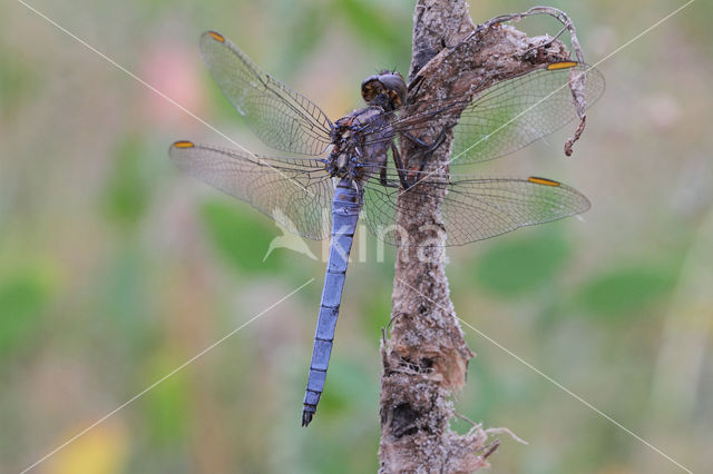 Beekoeverlibel (Orthetrum coerulescens)
