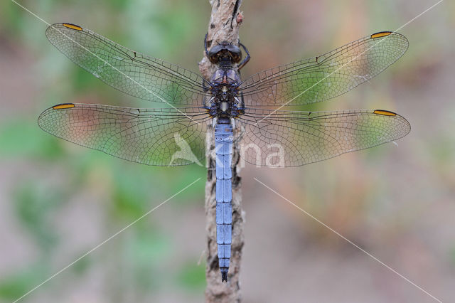 Beekoeverlibel (Orthetrum coerulescens)