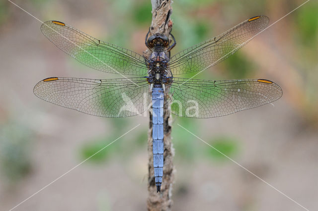 Beekoeverlibel (Orthetrum coerulescens)