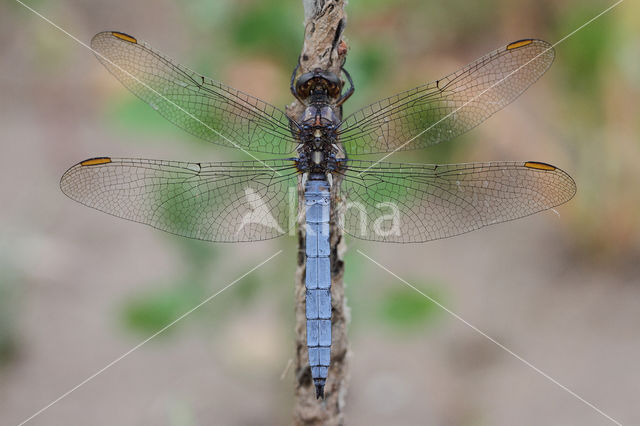 Keeled Skimmer (Orthetrum coerulescens)