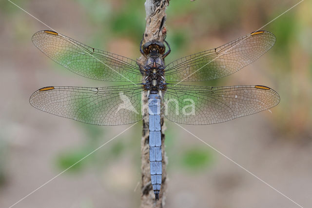 Beekoeverlibel (Orthetrum coerulescens)