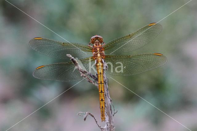 Beekoeverlibel (Orthetrum coerulescens)