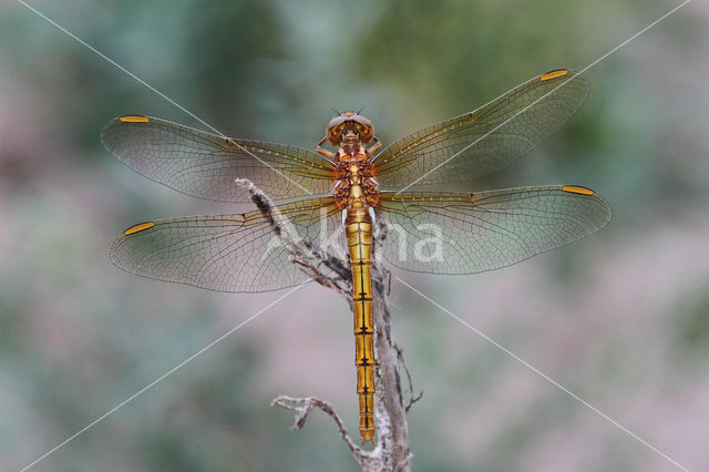 Keeled Skimmer (Orthetrum coerulescens)