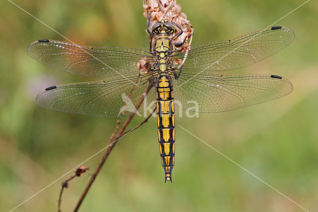 Black-tailed Skimmer (Orthetrum cancellatum)