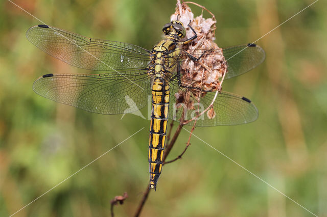 Gewone oeverlibel (Orthetrum cancellatum)