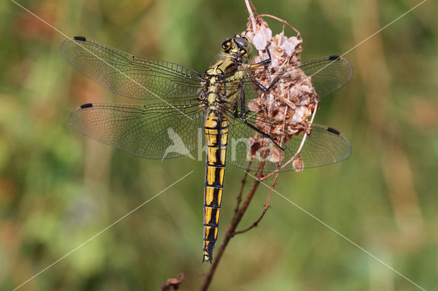 Black-tailed Skimmer (Orthetrum cancellatum)