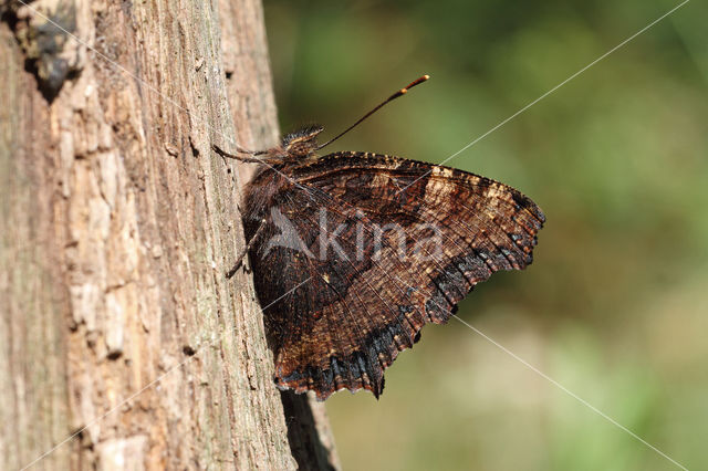 Large Tortoiseshell (Nymphalis polychloros)