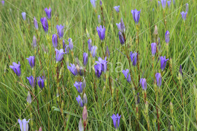 Klokjesgentiaan (Gentiana pneumonanthe)