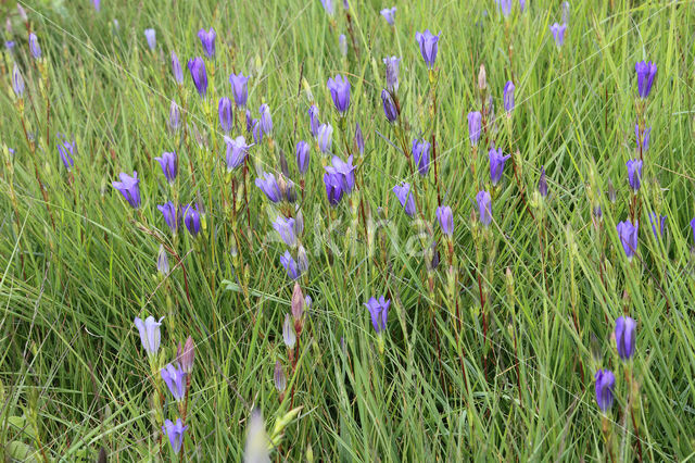 Marsh Gentian (Gentiana pneumonanthe)