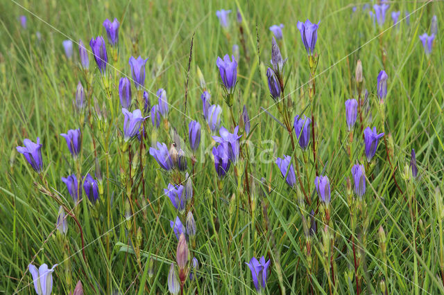 Marsh Gentian (Gentiana pneumonanthe)