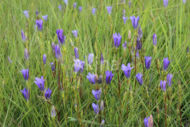 Klokjesgentiaan (Gentiana pneumonanthe)