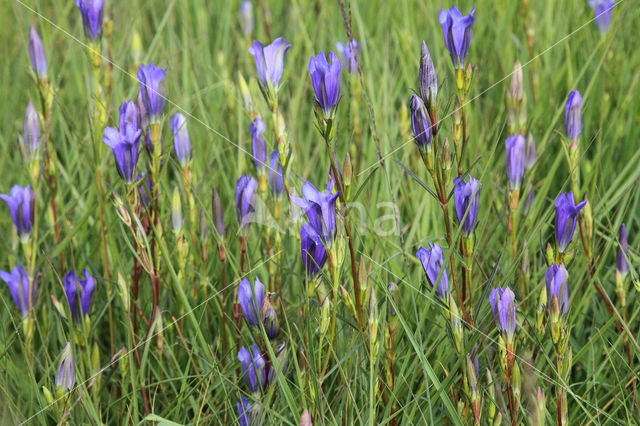 Marsh Gentian (Gentiana pneumonanthe)