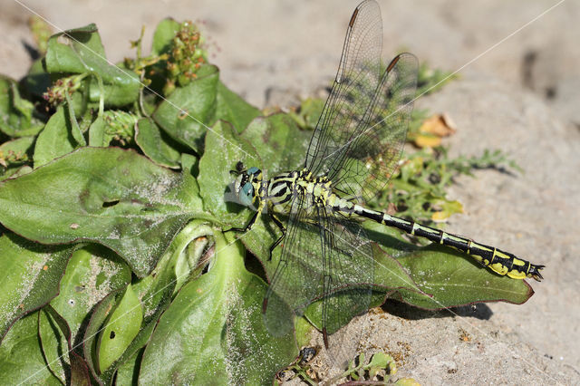 Yellow-legged Dragonfly (Gomphus flavipes)