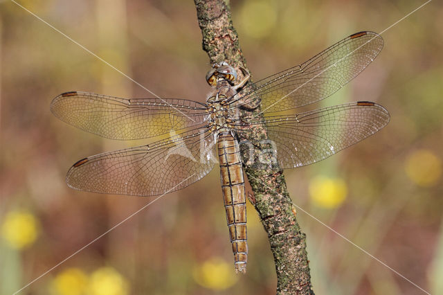 Zuidelijke oeverlibel (Orthetrum brunneum)