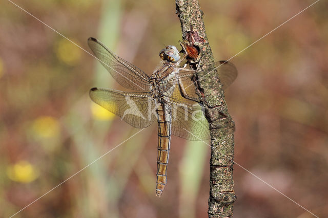 Zuidelijke oeverlibel (Orthetrum brunneum)