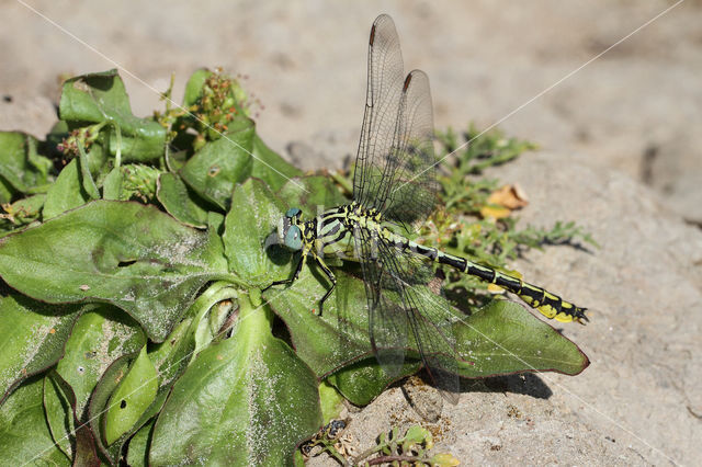 Yellow-legged Dragonfly (Gomphus flavipes)