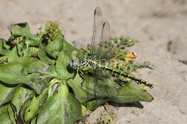 Rivierrombout (Gomphus flavipes)