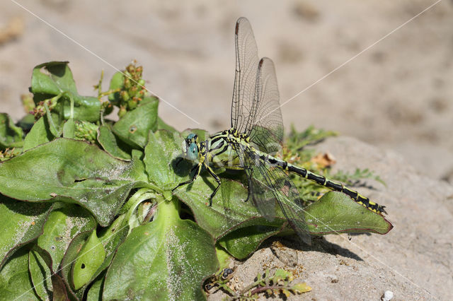 Yellow-legged Dragonfly (Gomphus flavipes)