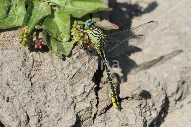 Rivierrombout (Gomphus flavipes)