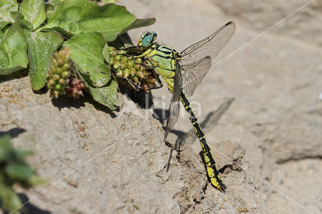 Rivierrombout (Gomphus flavipes)