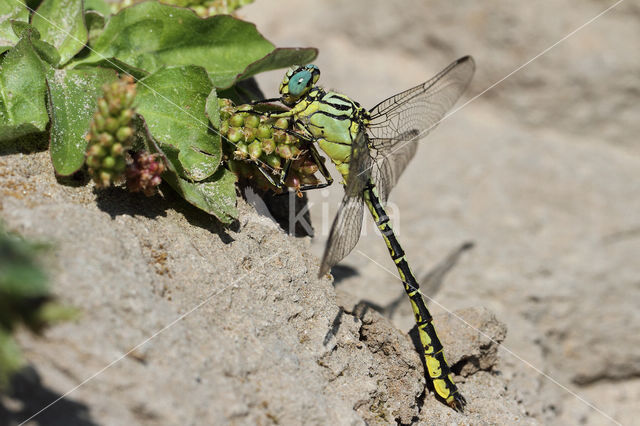 Rivierrombout (Gomphus flavipes)