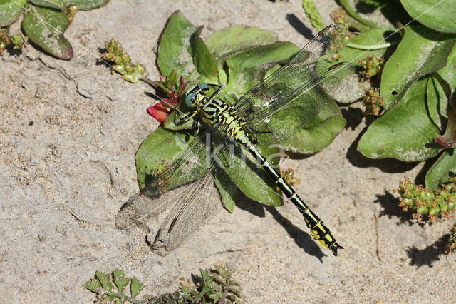 Rivierrombout (Gomphus flavipes)