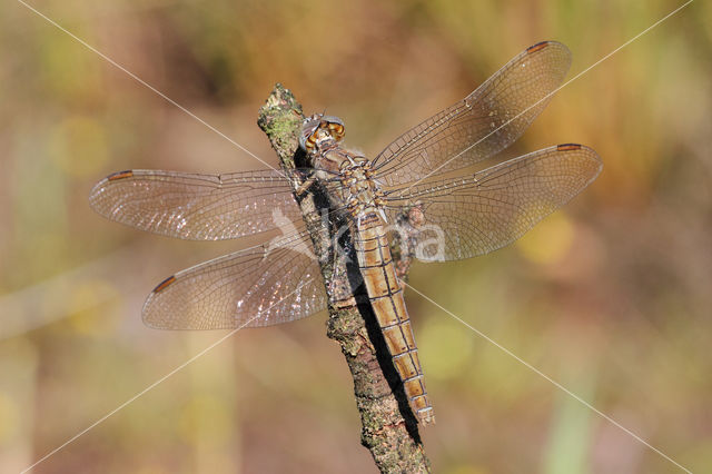 Zuidelijke oeverlibel (Orthetrum brunneum)