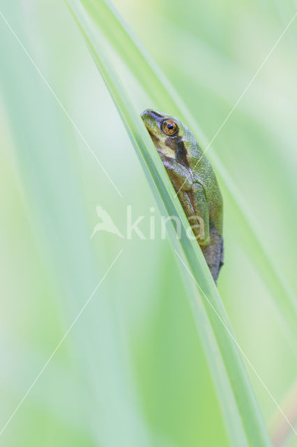 Europese boomkikker (Hyla arborea)