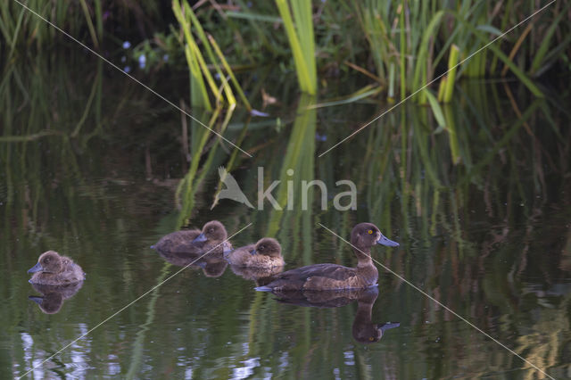 Tufted Duck (Aythya fuligula)