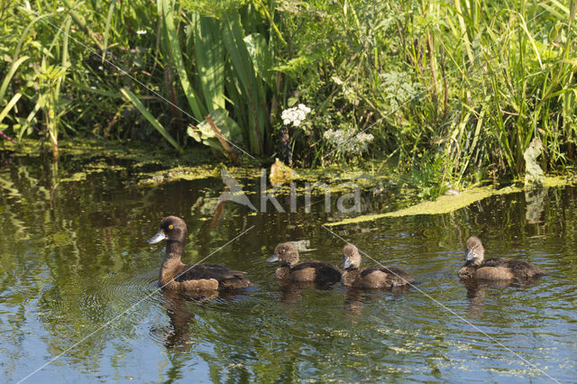 Tufted Duck (Aythya fuligula)